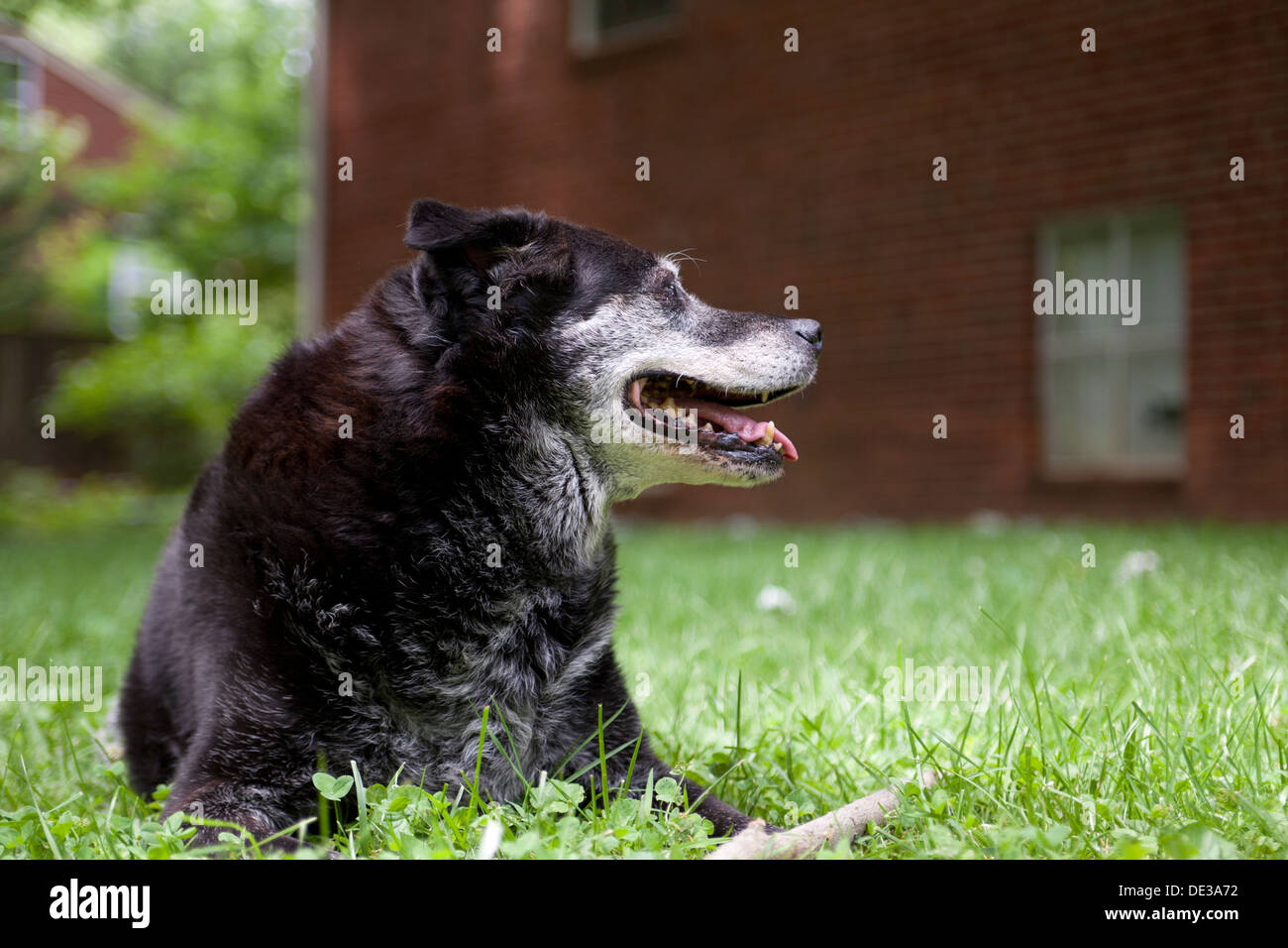 Viejo perro mezcla Labrador Retriever negro acostado sobre el césped Foto de stock