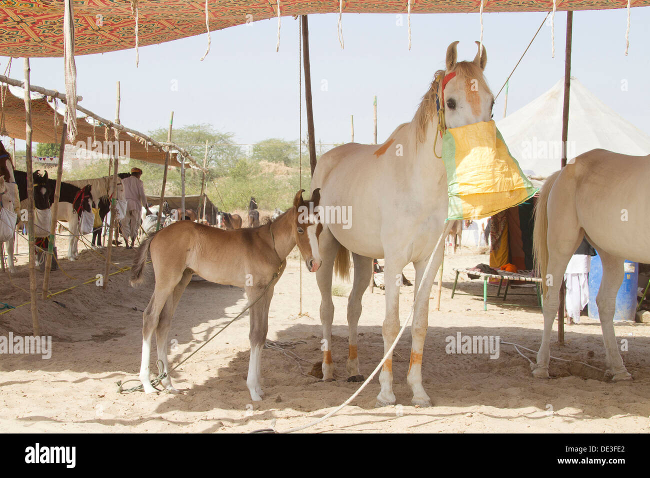 Caballo Marwari Mare foal feedbag pararse bajo el toldo Balotra Caballo