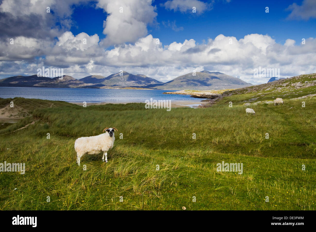 Las ovejas pastan en las dunas de arena alrededor de Luskentire beach, en la isla de Harris, Escocia. La North Harris Hills puede ser visto. Foto de stock