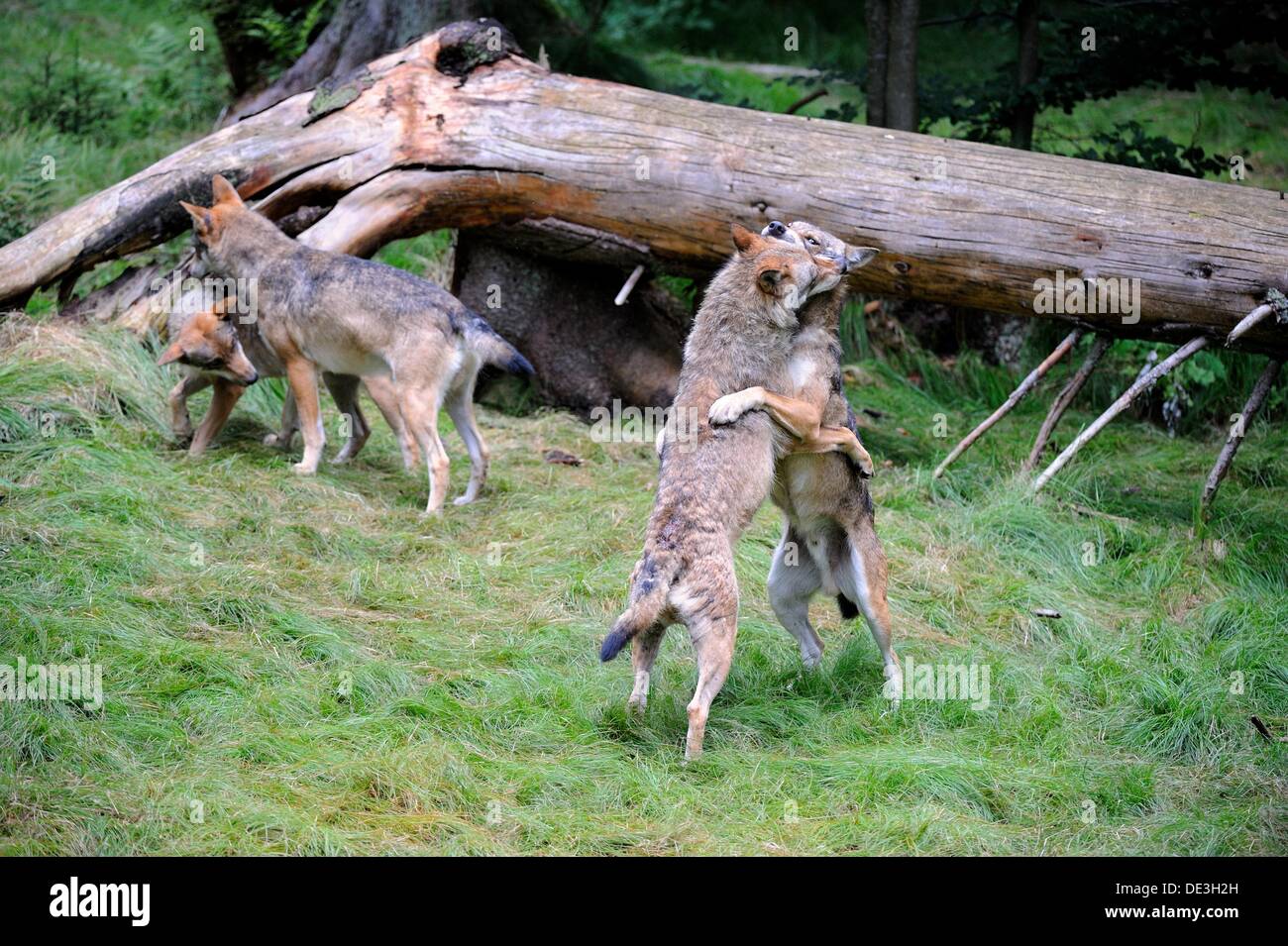 Unión lobos grises jugando lucha Canis lupus, Parque Nacional Bayerischerwald cautivos, Alemania Foto de stock