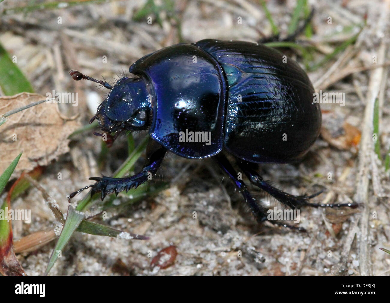 Close-up de el azulado Dor Escarabajo o Dumbledore (Geotrupes stercorarius) Foto de stock