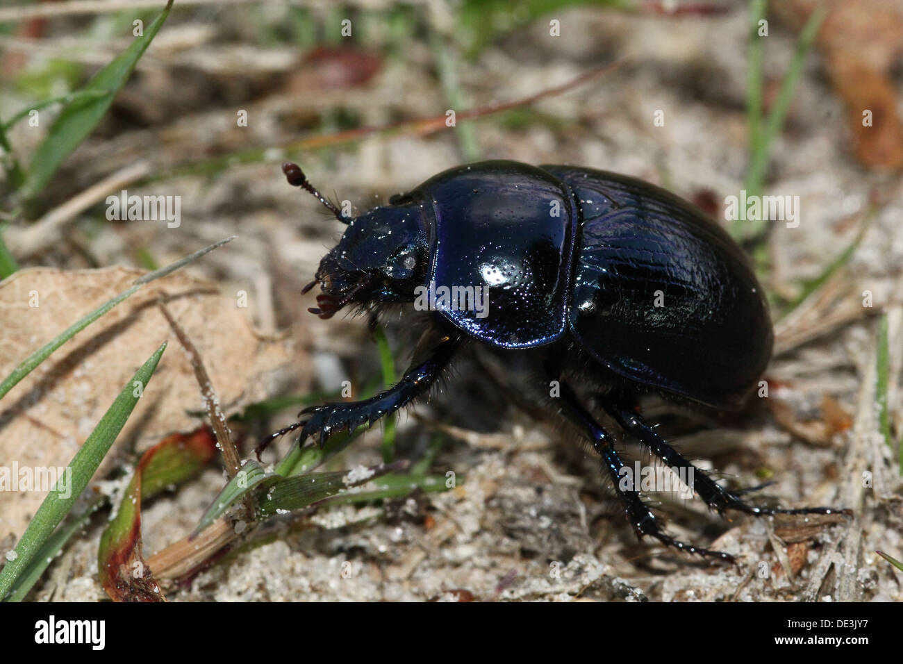 Close-up de el azulado Dor Escarabajo o Dumbledore (Geotrupes stercorarius) Foto de stock