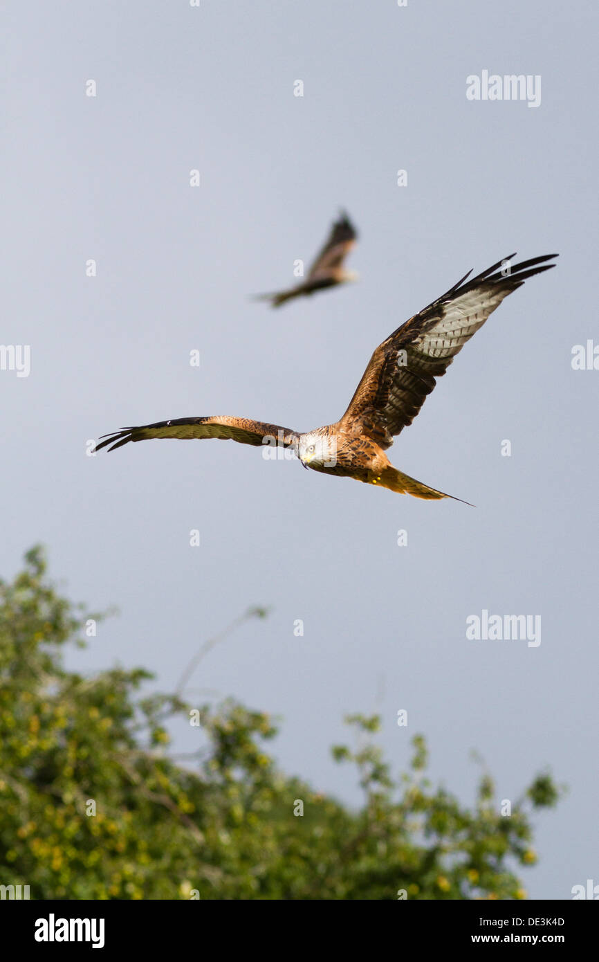 Milano real (Milvus milvus) volando sobre los árboles en Gales, Reino Unido Foto de stock