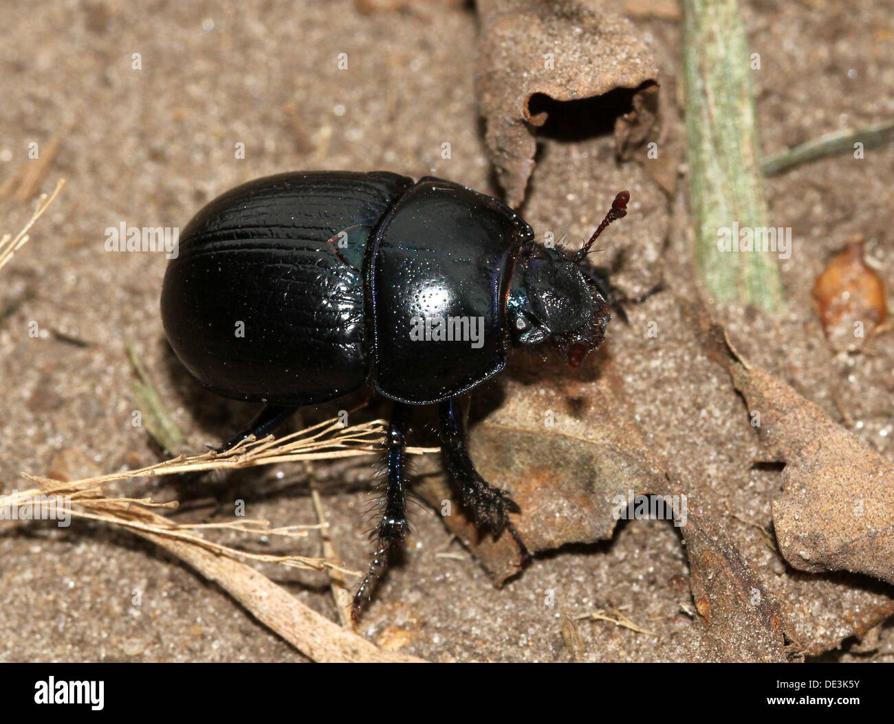 Close-up de el azulado Dor Escarabajo o Dumbledore (Geotrupes stercorarius) Foto de stock