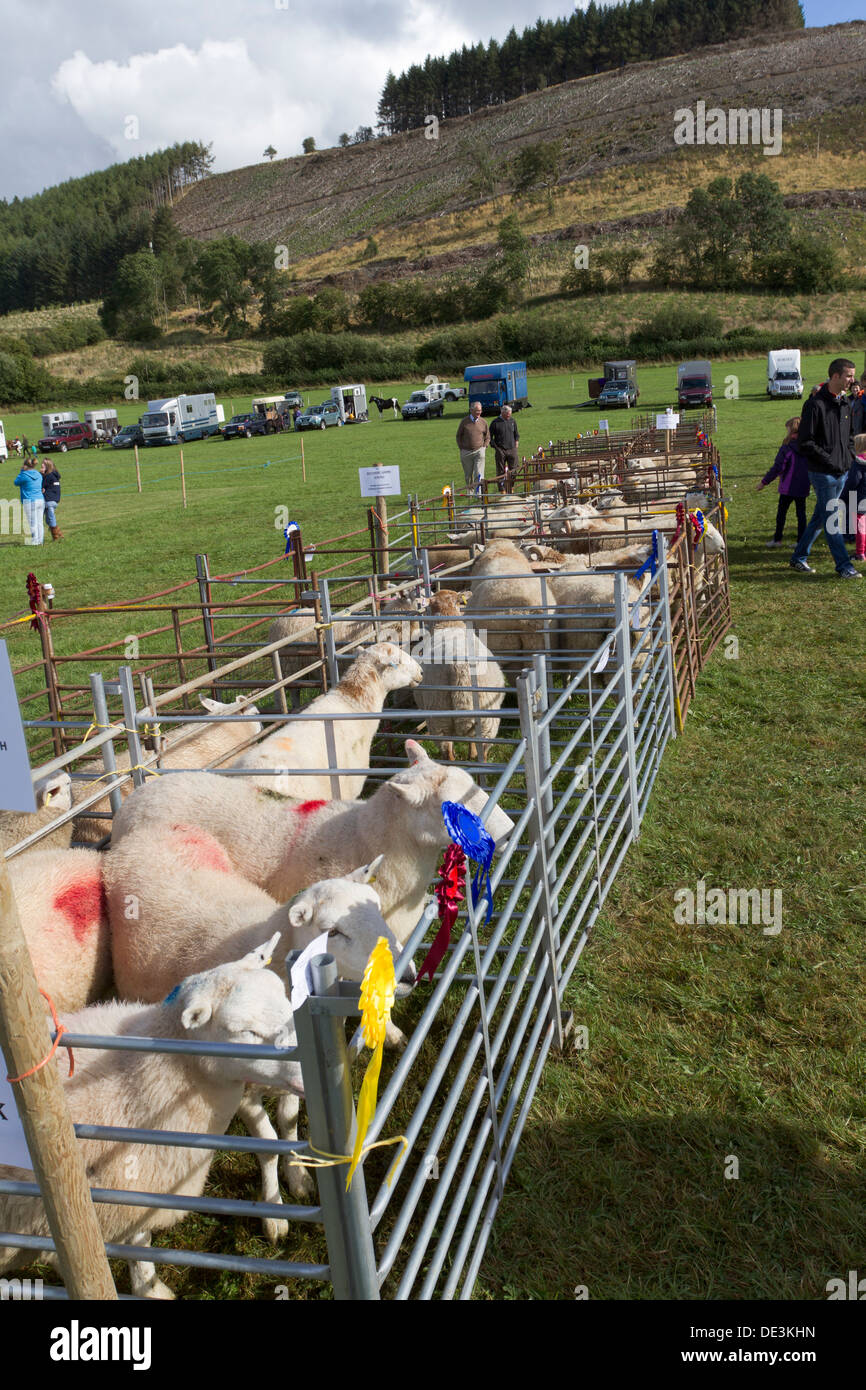 Ganador del premio ovejas en corrales en un país galés show, Powys, Gales, Reino Unido Foto de stock