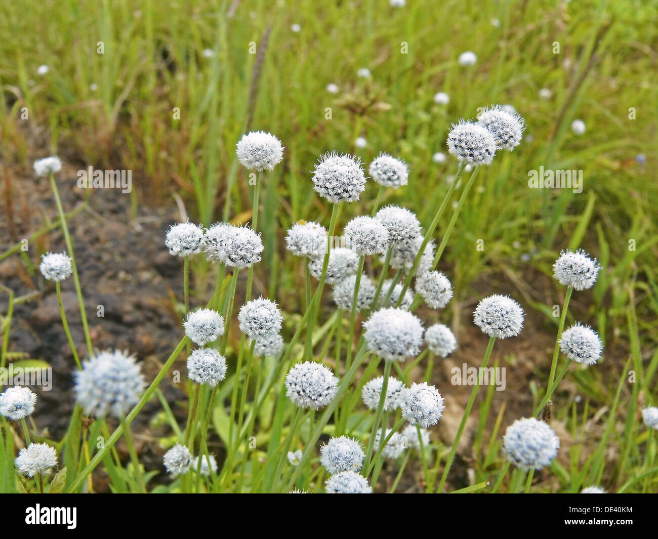Khus khus grass fotografías e imágenes de alta resolución Alamy