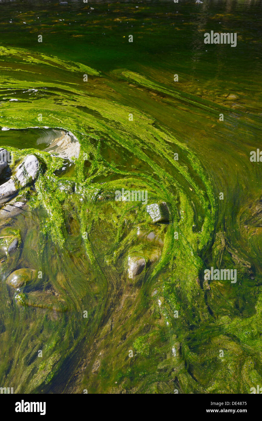 Floración de algas en el ecosistema del río de agua dulce, una respuesta al aumento de los niveles de nutrientes en primavera, Río Wyre, Llanrhystud, Wales, REINO UNIDO Foto de stock