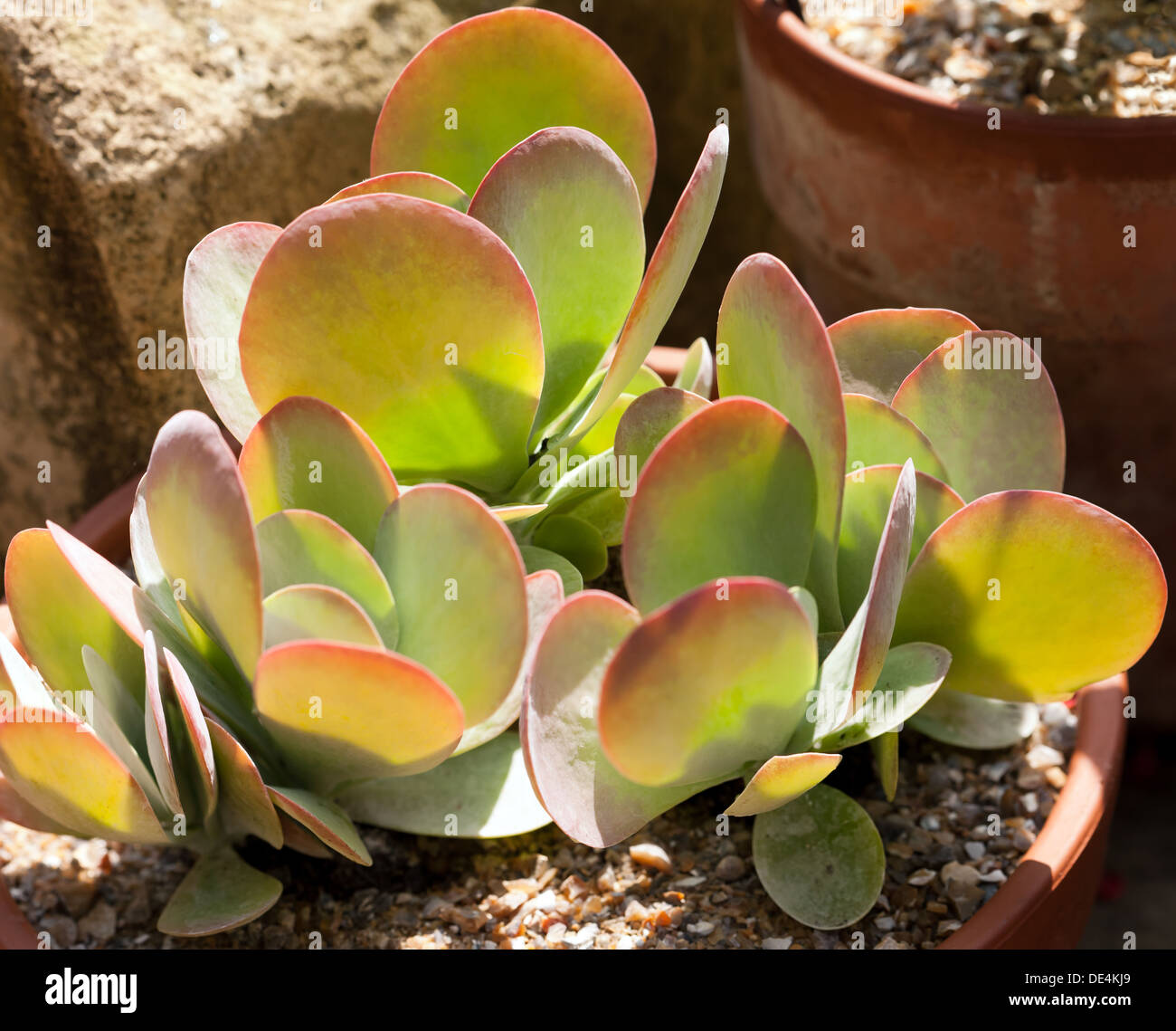 Kalanchoe thyrsiflora,plantas suculentas,planta de palas Foto de stock