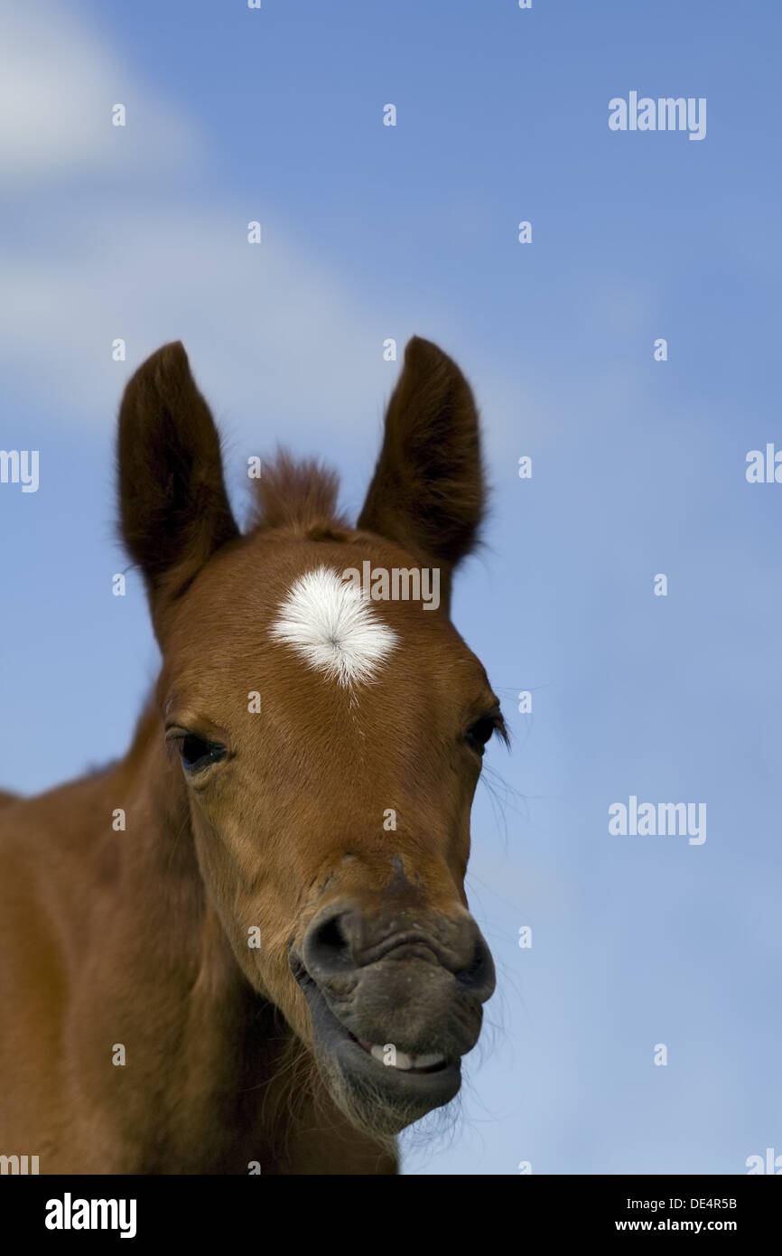 Cara de caballo gracioso fotografías e imágenes de alta resolución - Alamy