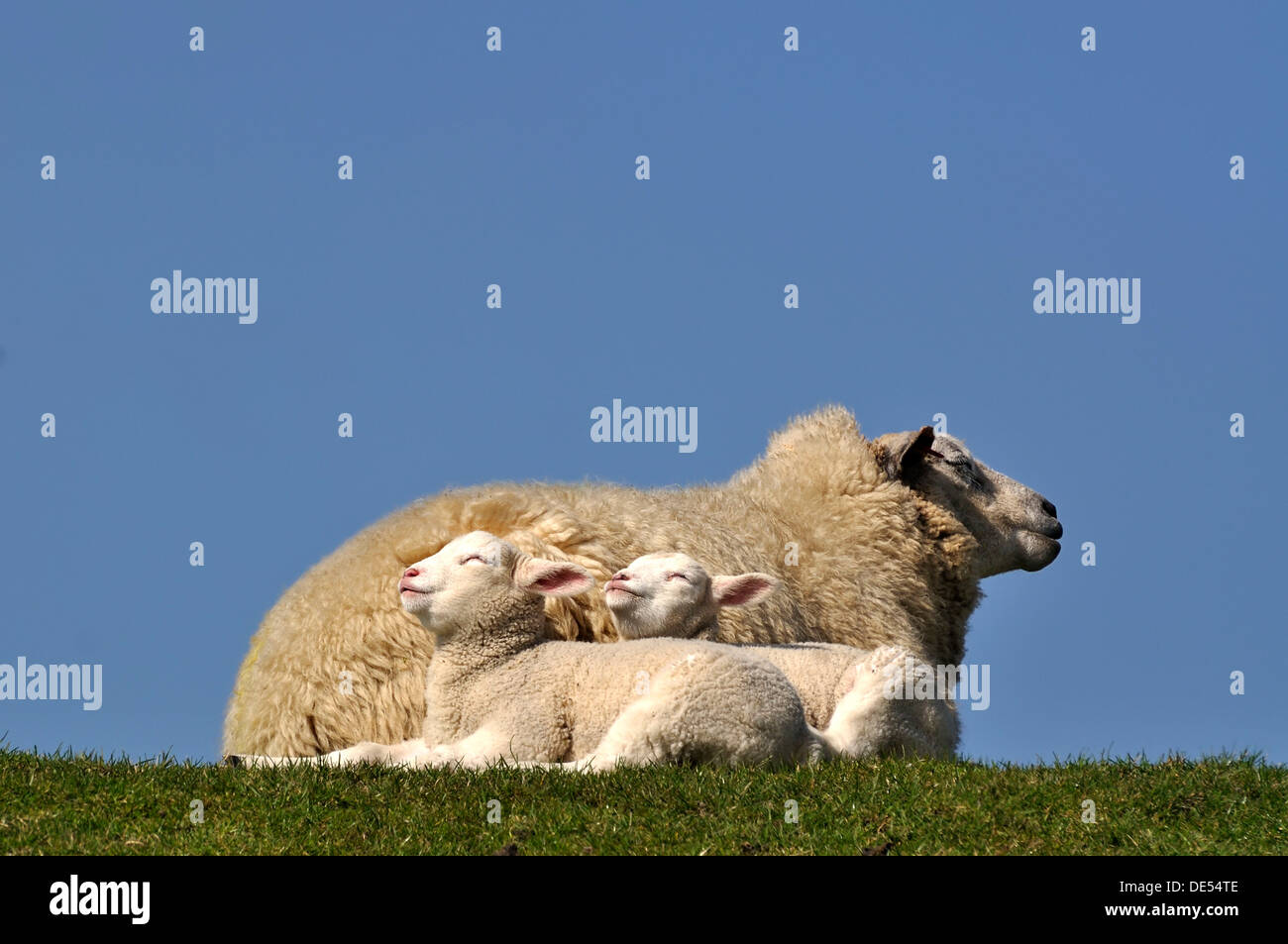 Oveja (Ovis orientalis aries) y sus corderos disfrutando del cálido sol Foto de stock