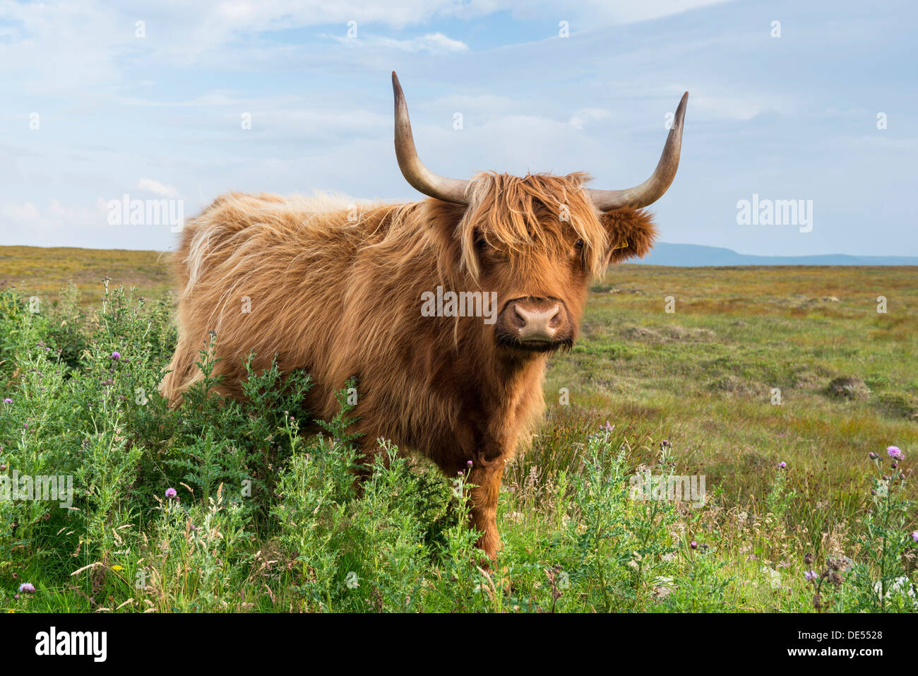Highland ganado o Kyloe escocés, el norte de Escocia, Escocia, Reino Unido, Europa Foto de stock