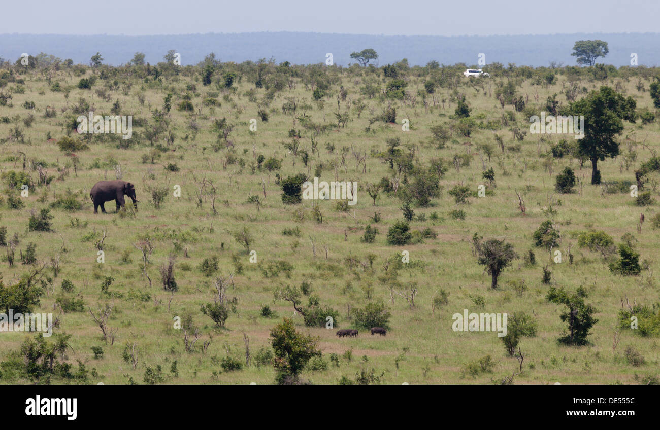 Elefante solitario cruzando la sabana arbolada Foto de stock