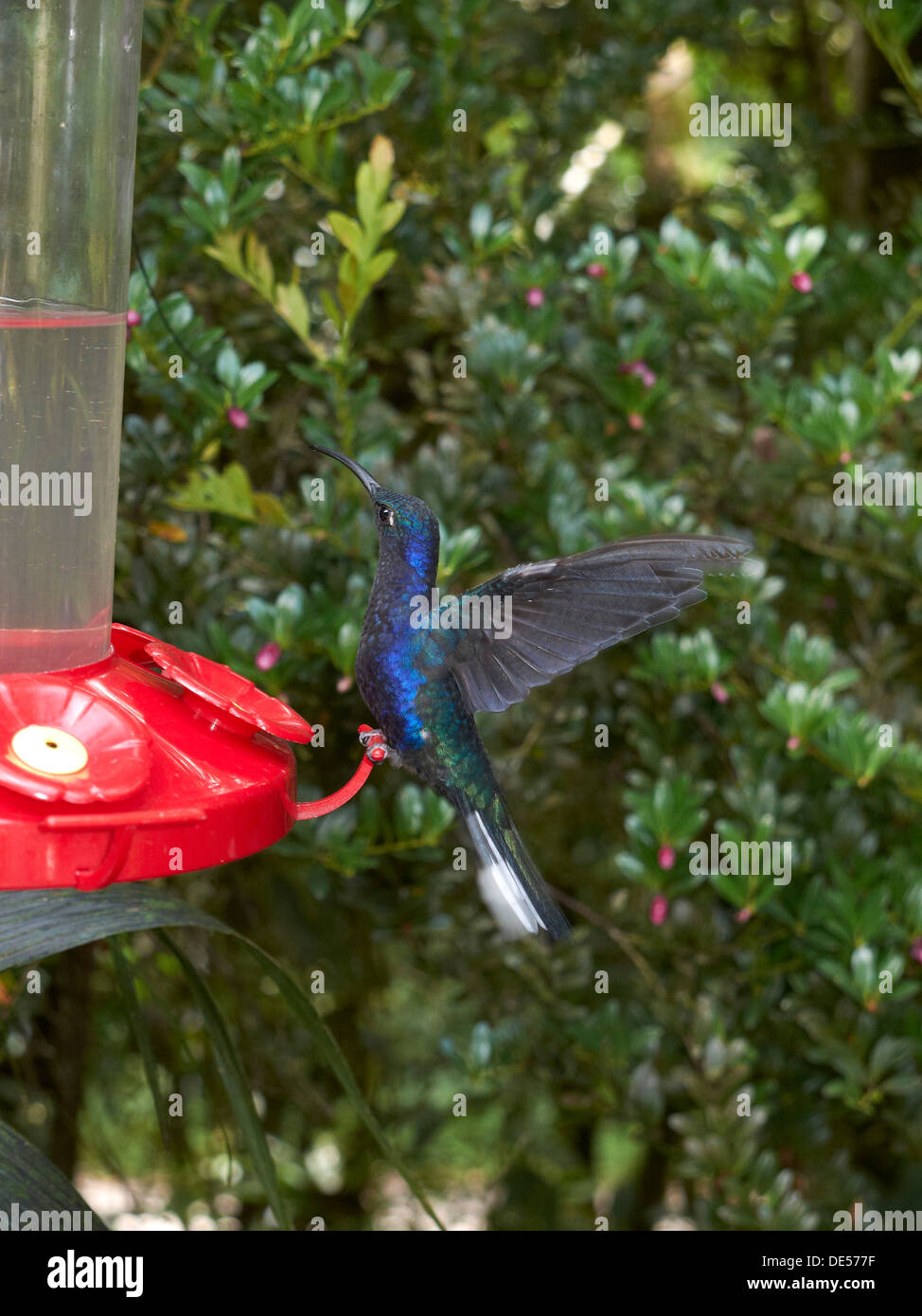 Violet Sabrewing (Campylopterus hemileucurus), hummingbird, en un lugar de riego, la Reserva del Bosque Nuboso de Monteverde Foto de stock