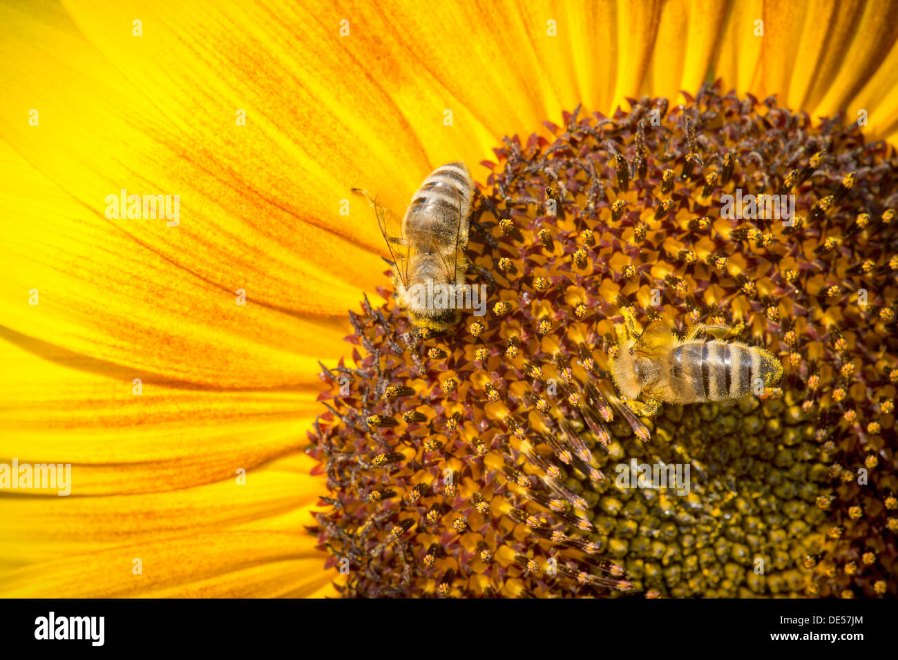 Western de las abejas (Apis mellifera), encaramado sobre un girasol (Helianthus annuus), detalle de la flor, Stuttgart Foto de stock