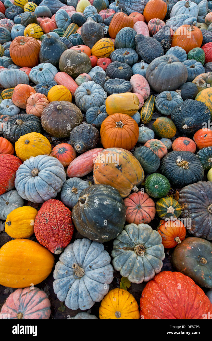 Diferentes variedades de calabazas, zapallos y calabazas (Cucurbita pepo), Baden-Wuerttemberg Foto de stock