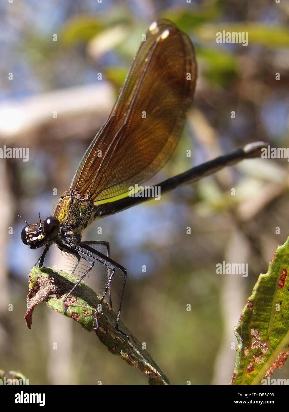Dragonfly. Odonata Zygoptera Hemimetabolous. Vinalopó. Bañeres de Mariola. Alicante. Valencia. España. Europa. Foto de stock