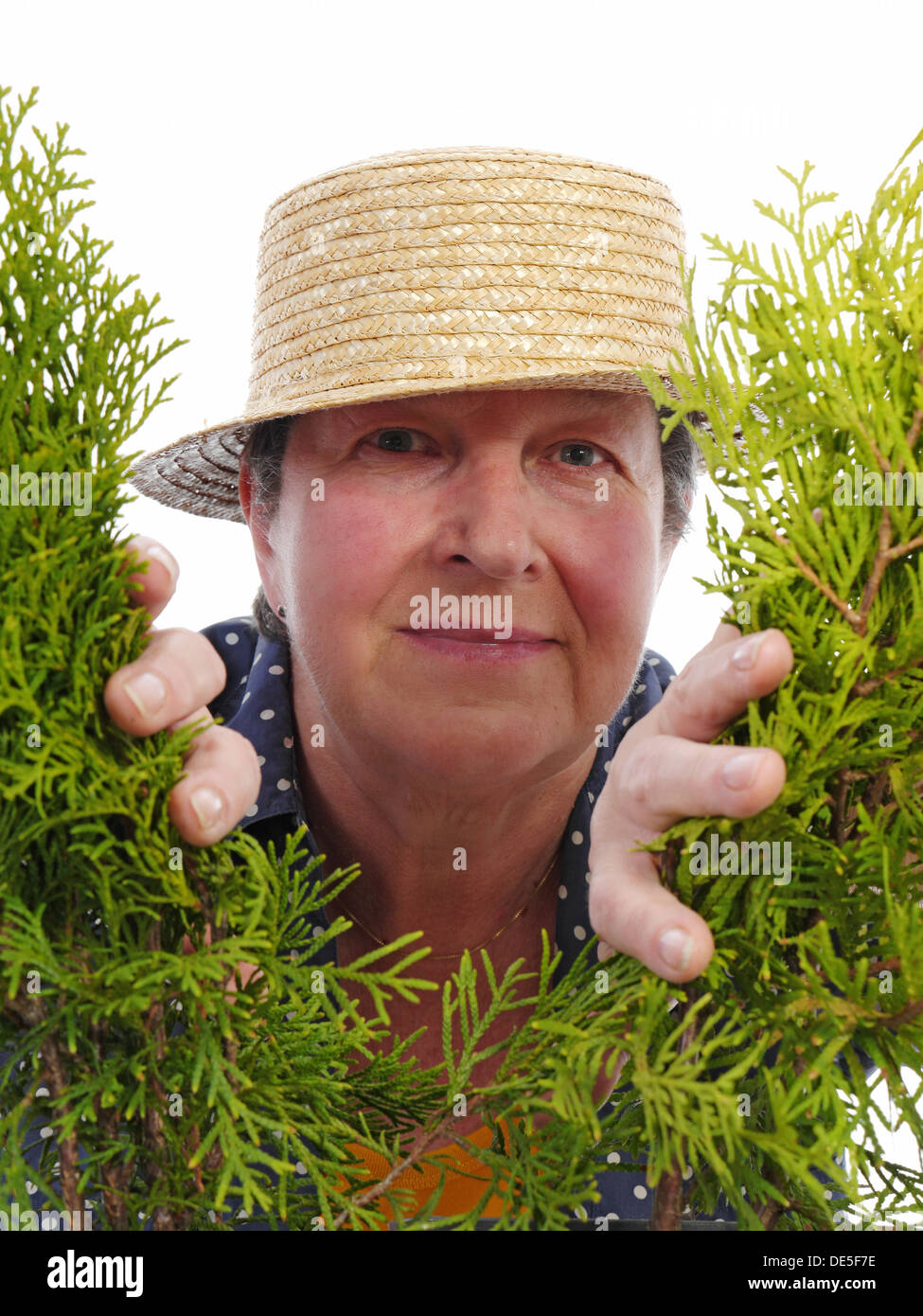 Feliz senior femenino jardinero llevar sombrero de paja mirando a través de thuja árboles Foto de stock
