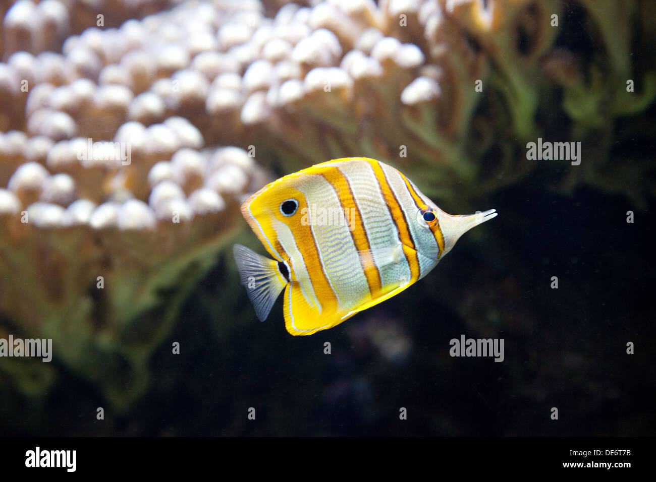Copperband Butterflyfish o Picuda, peces de coral - Chelmon Rostratus peces tropicales del indo-Pacífico Foto de stock