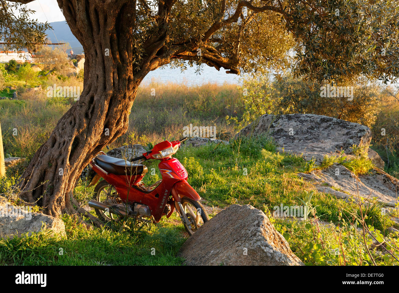 Turquía, ciclomotores en el Olive Tree Foto de stock