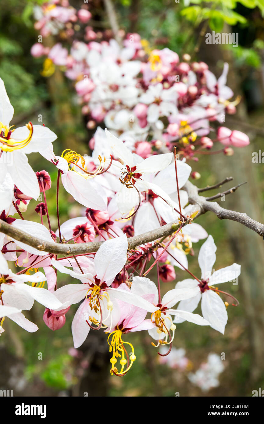 Antecedentes hermosa belleza bloom blossom rama botánica botánico tarjeta brillante closeup color lindo colorida decoración decoración Foto de stock
