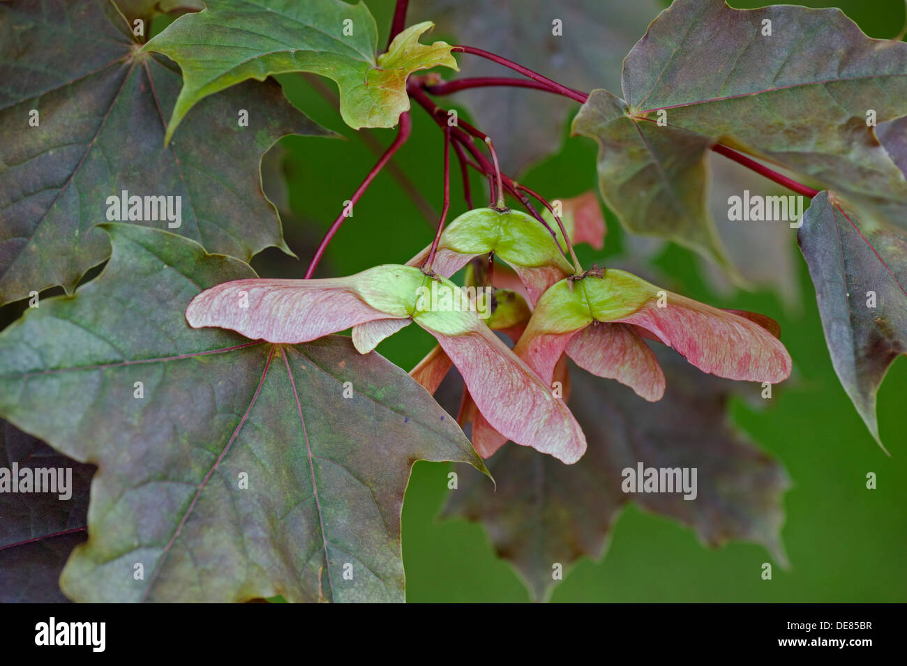 Semillas, helicópteros o teclas en rojo y ornamentales dejados maple, Acer Foto de stock