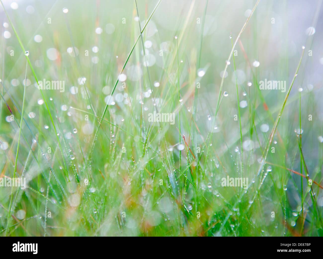Makro shot de hierba con el rocío de la mañana. DOF superficial. Foto de stock