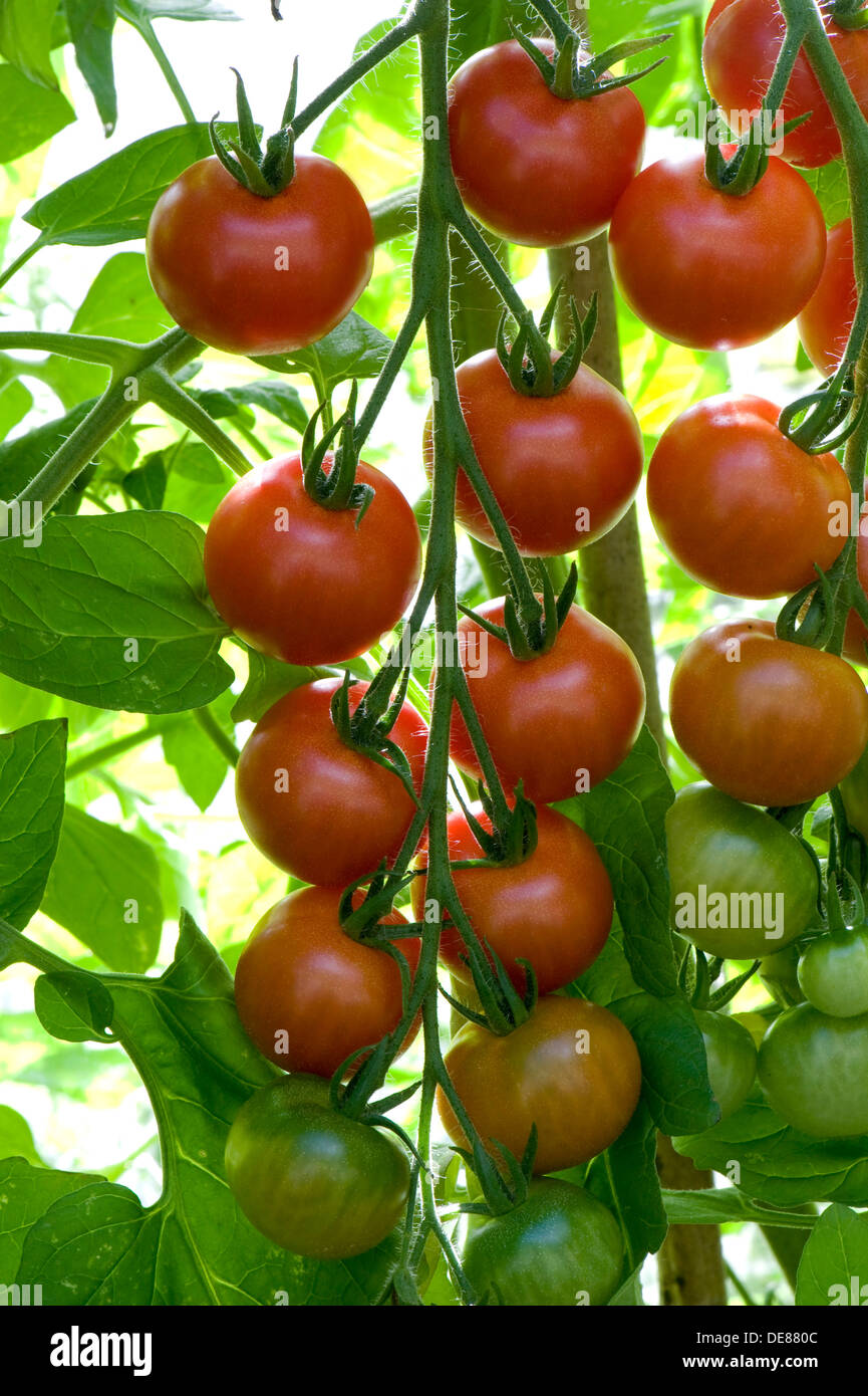 Una maduración braguero de gases crecido Gardener's Delight tomates cherry Foto de stock