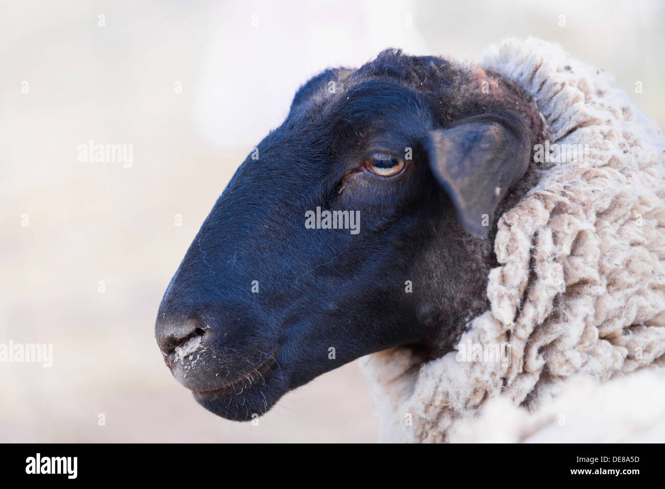 Oveja dorper de cabeza negra fotografías e imágenes de alta resolución