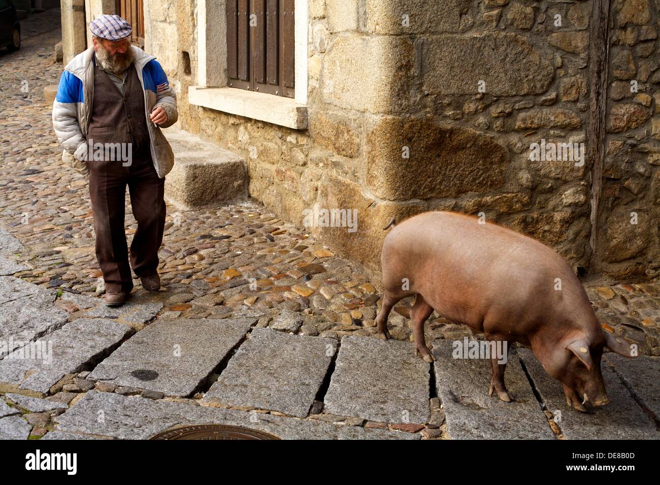 San Anton del cerdo (Marrano de San Antón) alimentadas por los vecinos de La Alberca, Salamanca, Castilla y León, España Foto de stock