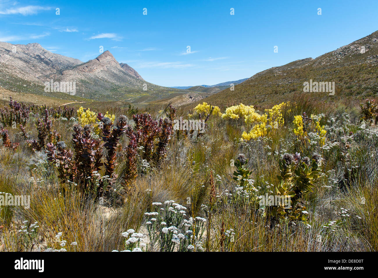 Vistas panorámicas y la vegetación en la cordillera de Swartberg, Western Cape, Sudáfrica Foto de stock