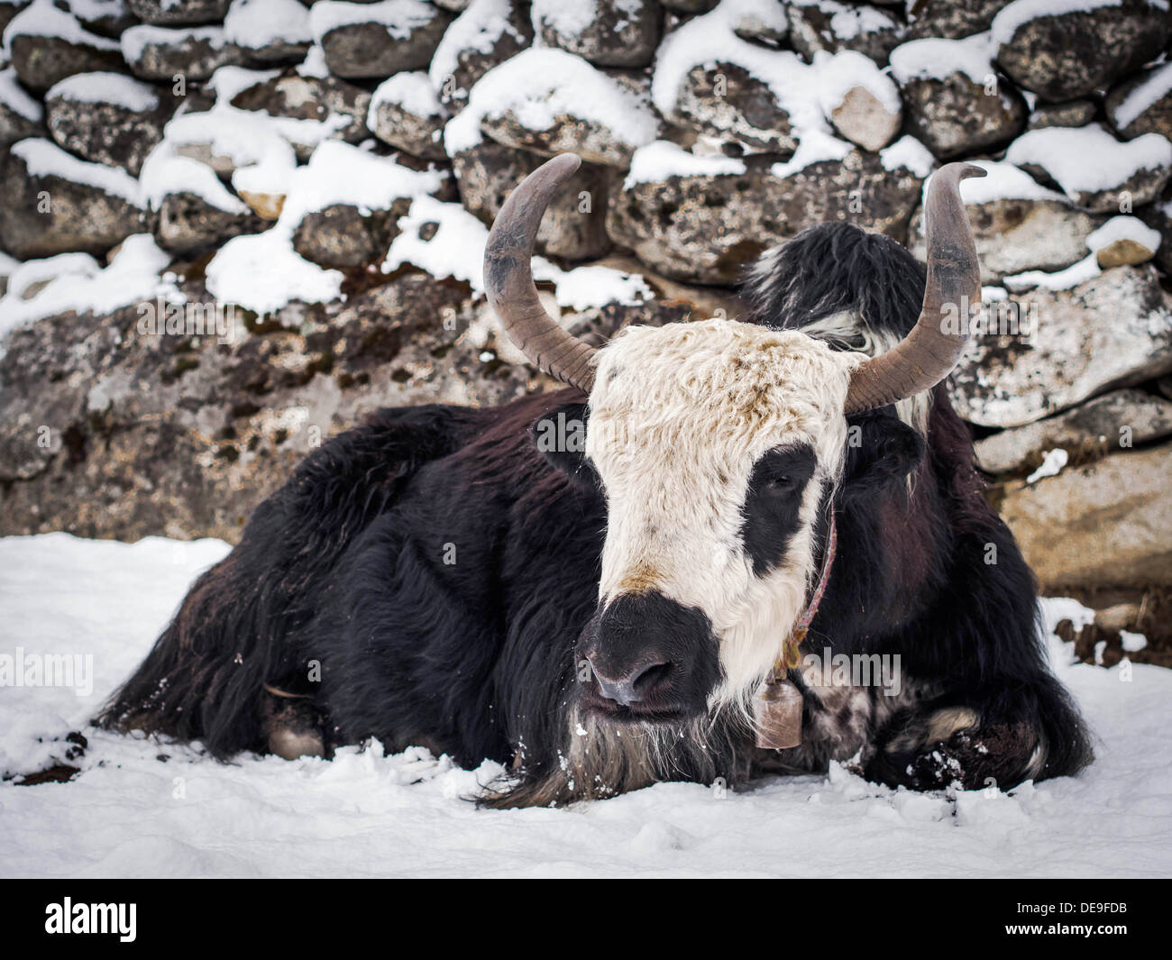 Un yak sentado en la nieve en un pequeño asentamiento del Himalaya. Foto de stock