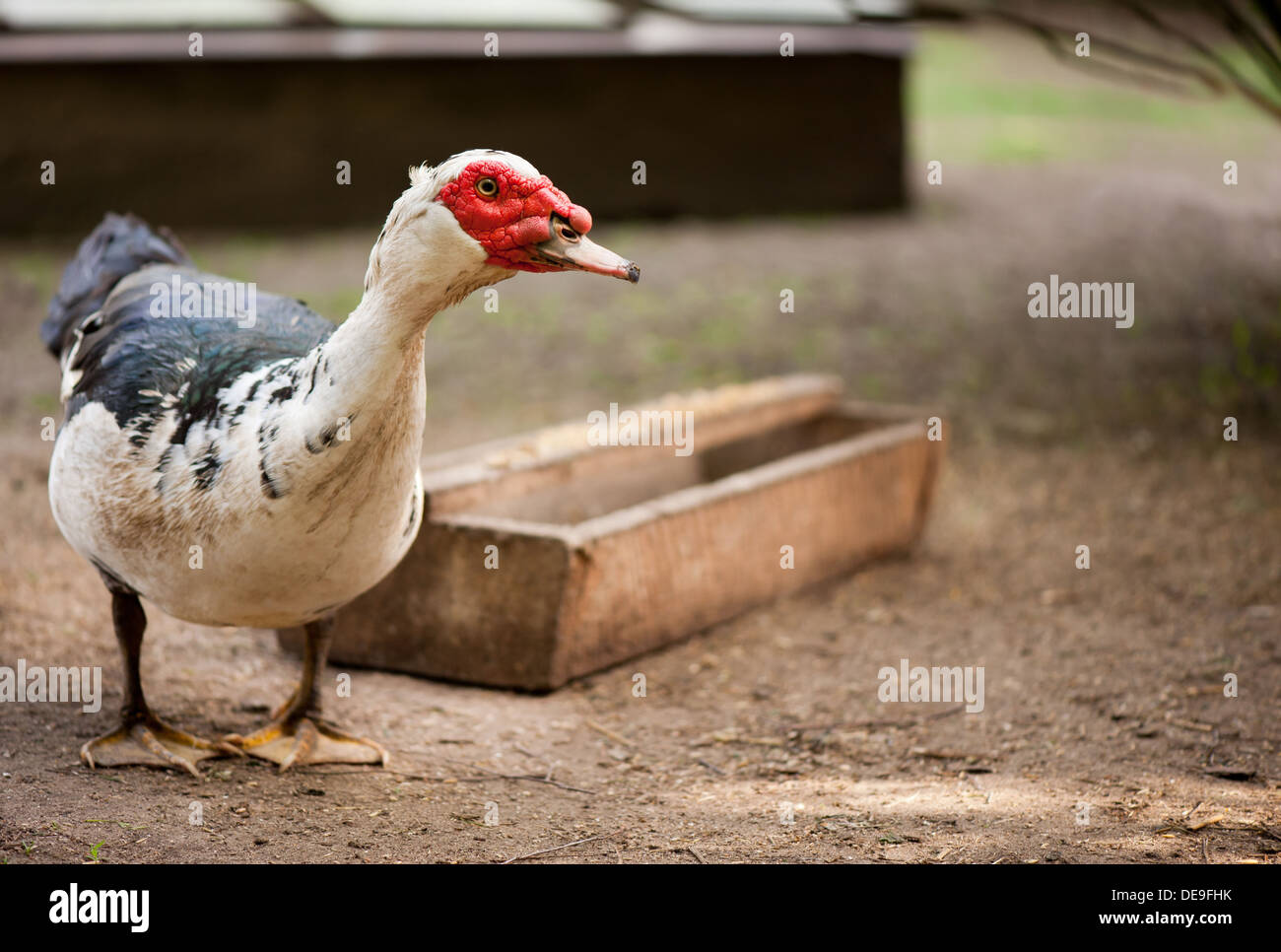 Grande Pato Muscovy permanente de aves y planteando Foto de stock