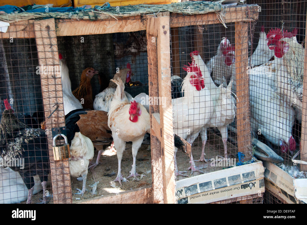 Pollos hacinados en jaulas, Mercado de Serrekunda, Gambia, al oeste de África. Foto de stock