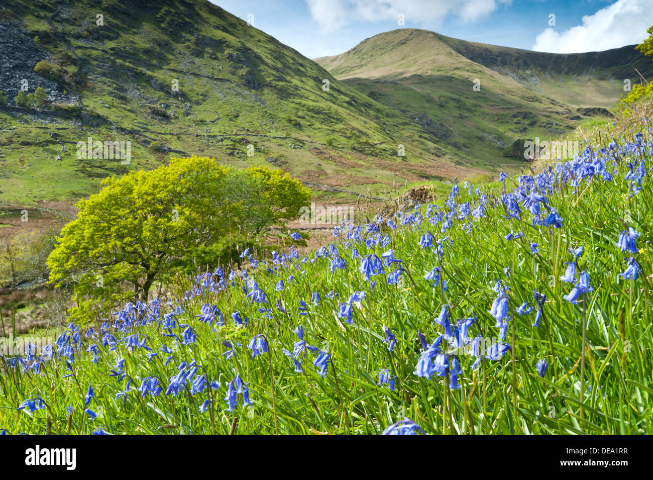 Las campánulas azules en Cwm Pennant, el Parque Nacional de Snowdonia, Gwynedd, North Wales, REINO UNIDO Foto de stock