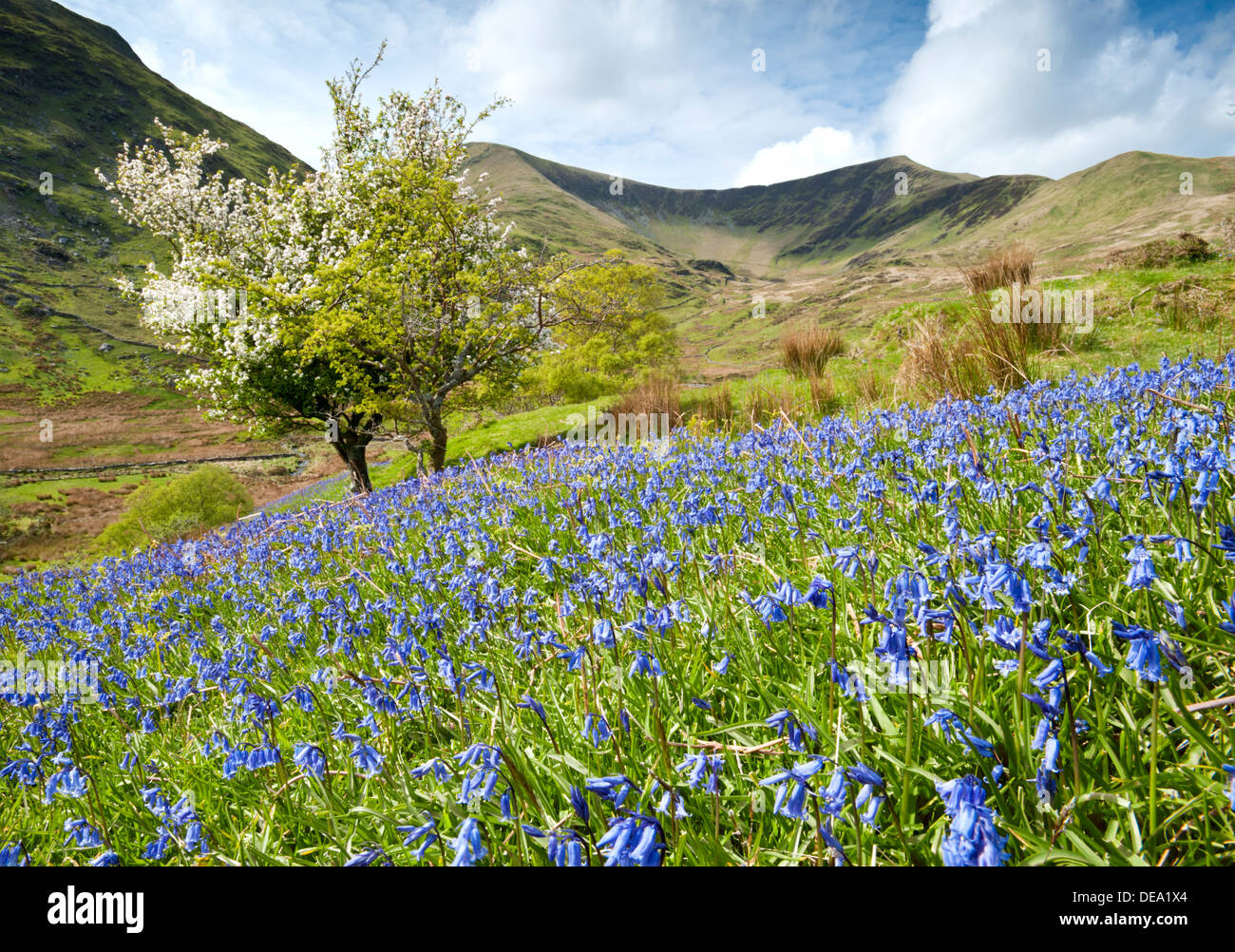Las campánulas azules en Cwm Pennant, el Parque Nacional de Snowdonia, Gwynedd, North Wales, REINO UNIDO Foto de stock