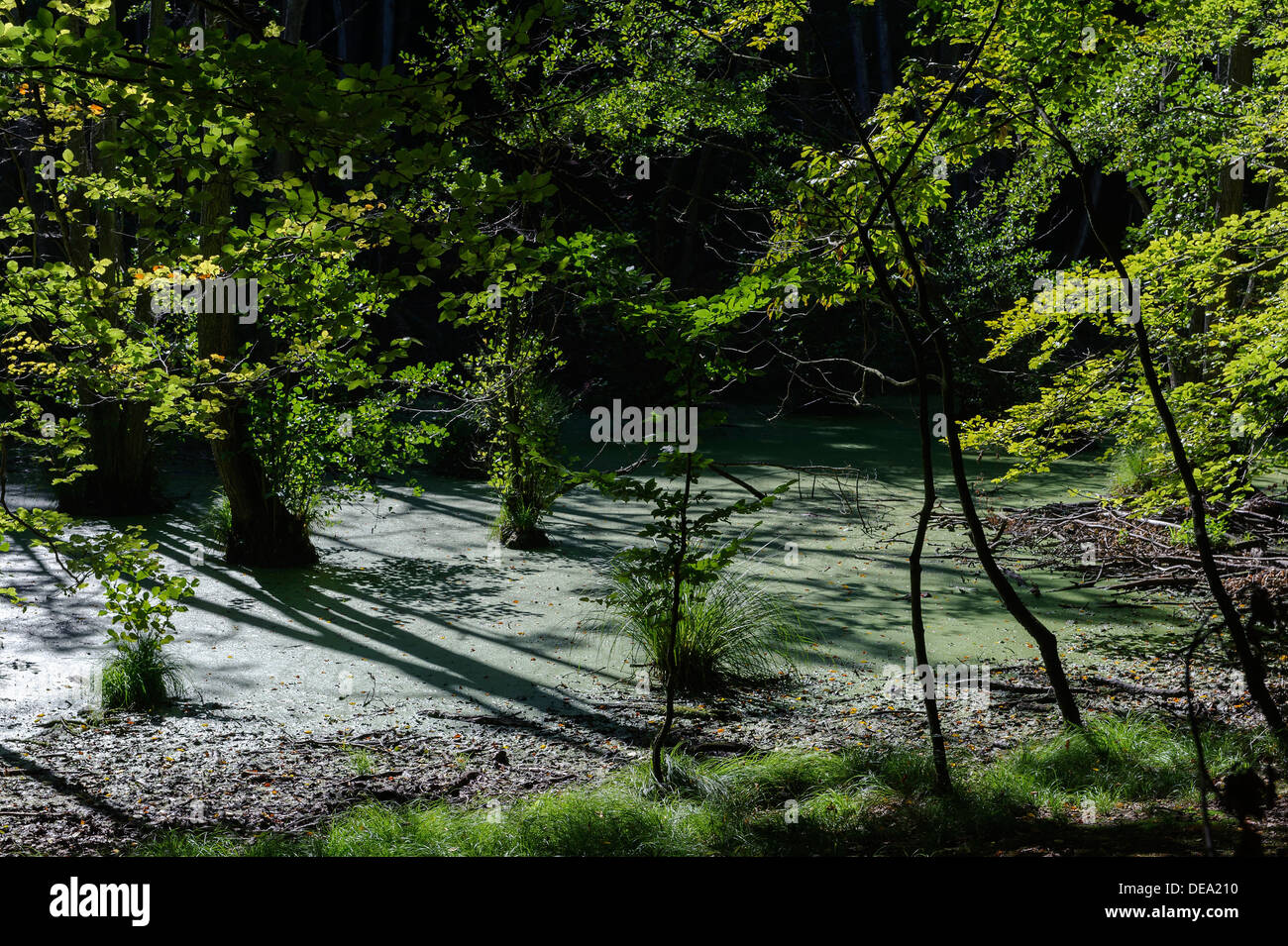 Estanque con aliso negro en el Parque Nacional Jasmund isla de Rügen, Alemania Foto de stock