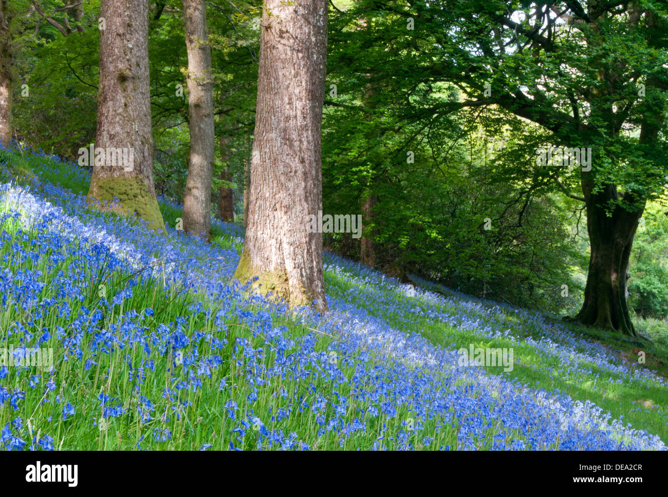 Las campánulas azules en los bosques cerca de Beddgelert, el Parque Nacional de Snowdonia, North Wales, REINO UNIDO Foto de stock