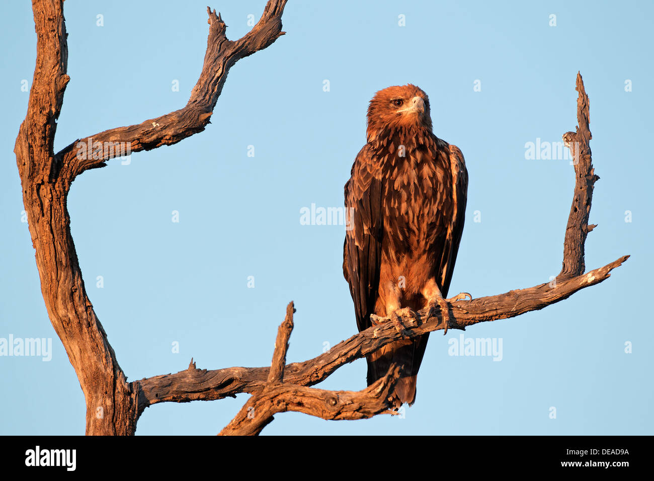 Buitre Leonado (Aquila rapax) posado sobre una rama, Kalahari, Sudáfrica Foto de stock