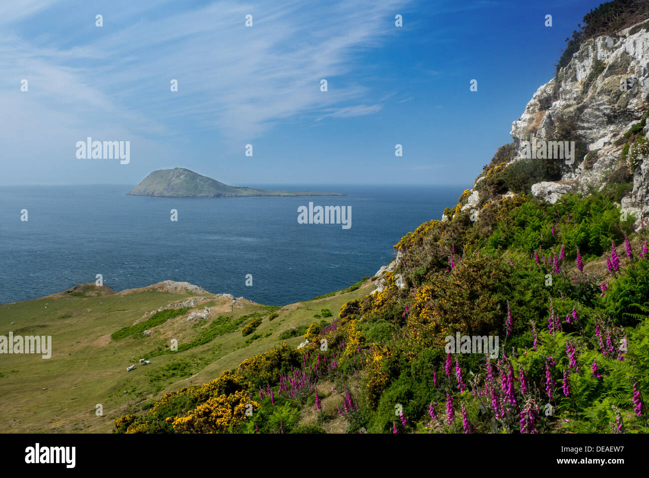 La Isla Bardsey Ynys Enlli Summer view con foxgloves y retamas en primer plano la península de Llŷn Gwynedd North Wales UK Foto de stock