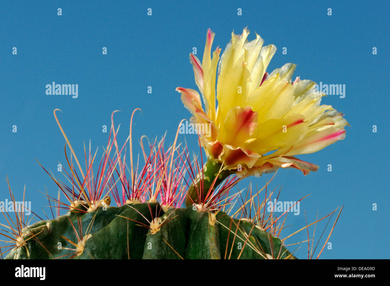 Flor Amarilla de un Echinopsis híbrido, Erizo Cactus, Cactus de erizos de  mar o lirio de Pascua Cactus Fotografía de stock - Alamy