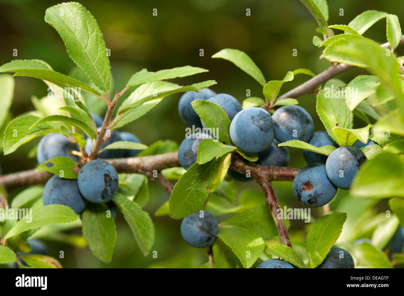 Fruto de la endrina o endrino (Prunus spinosa), Ginebra Genf, Suiza  Fotografía de stock - Alamy