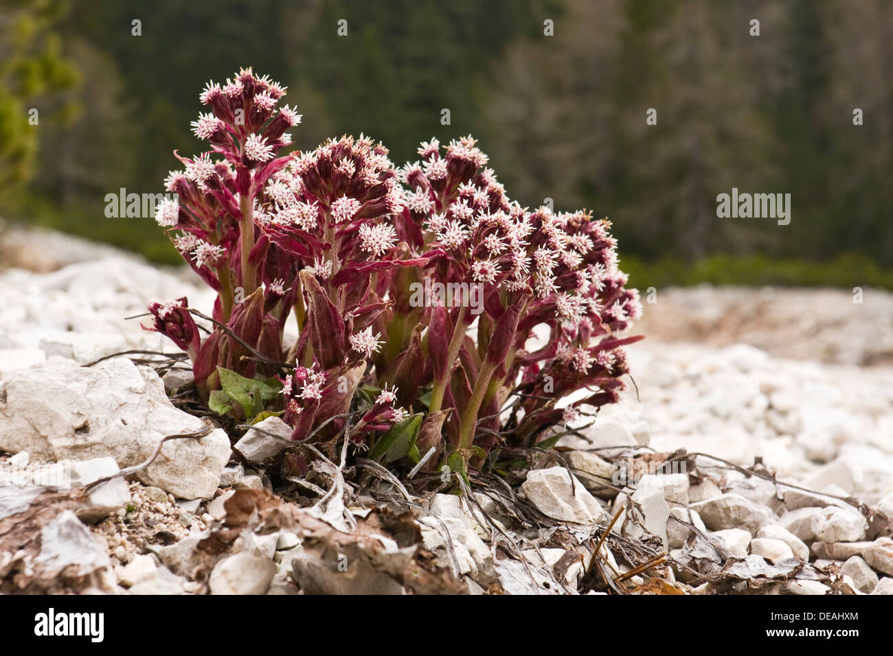 Petasites Butterbur (sp.), Dolomitas, Italia, Europa Foto de stock