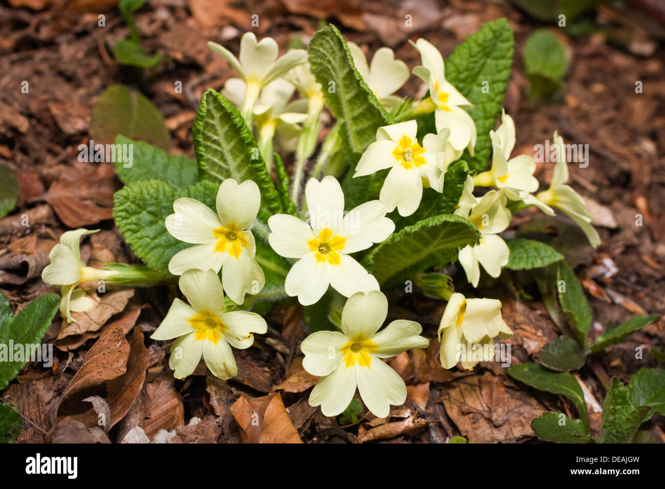 Doble Inglés Primrose, Común Primrose, Inglés (prímula Primula vulgaris) Foto de stock