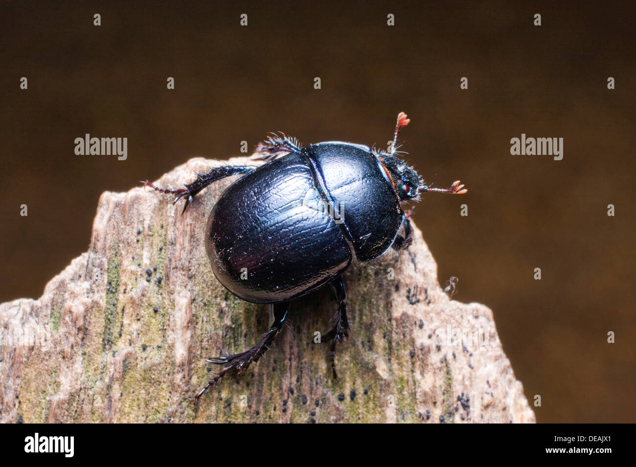 Dor escarabajo (Anoplotrupes stercorosus, Geotrupes amoethysticus, Geotrupes, Geotrupes fauconneti erythropterus Foto de stock