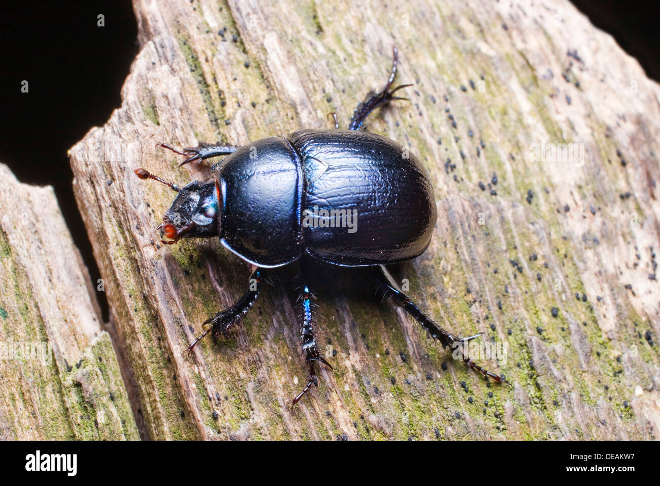 Dor escarabajo (Anoplotrupes stercorosus, Geotrupes amoethysticus, Geotrupes, Geotrupes fauconneti erythropterus Foto de stock