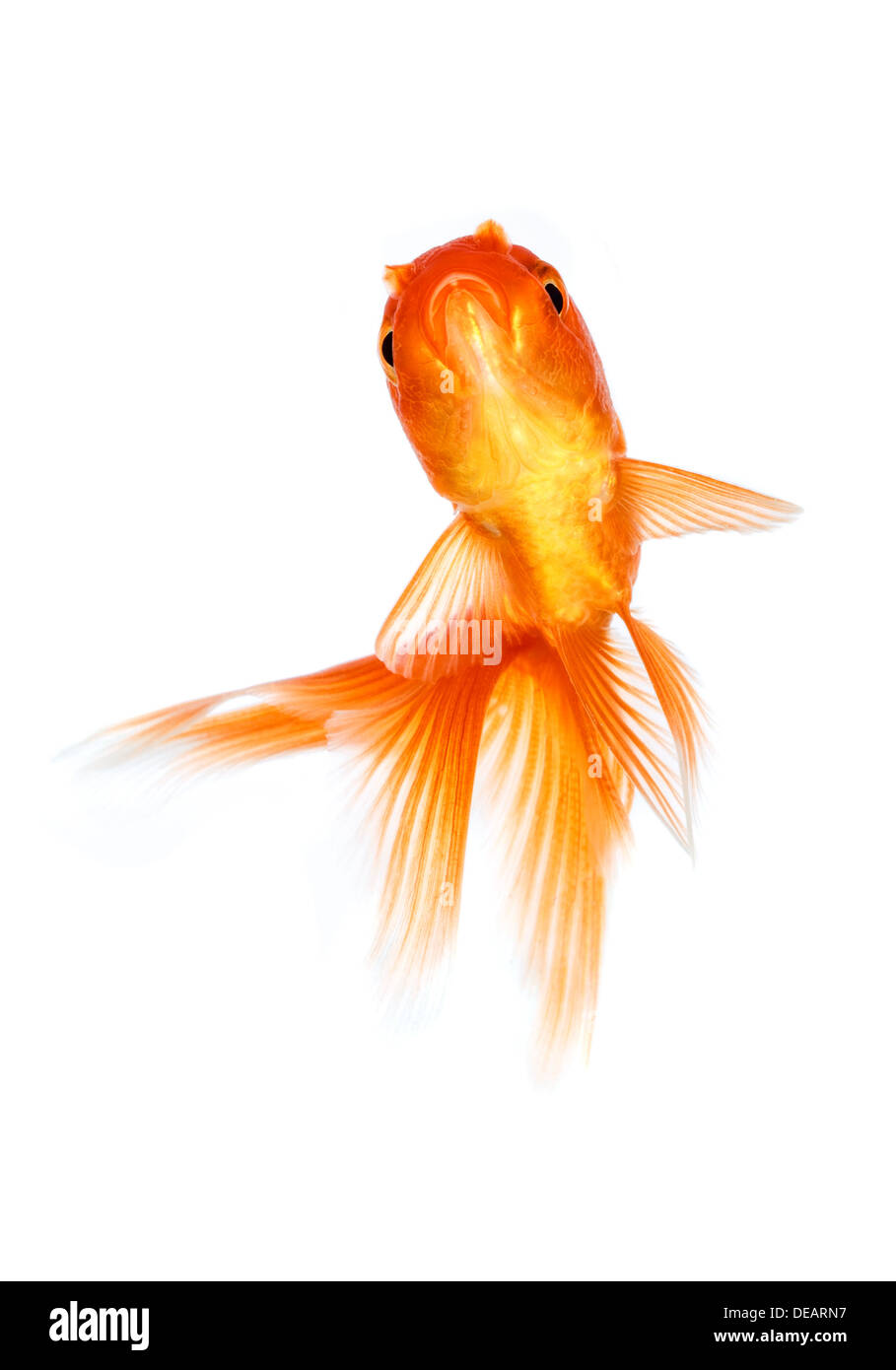 Gold Fish aislado sobre un fondo blanco. Foto de stock