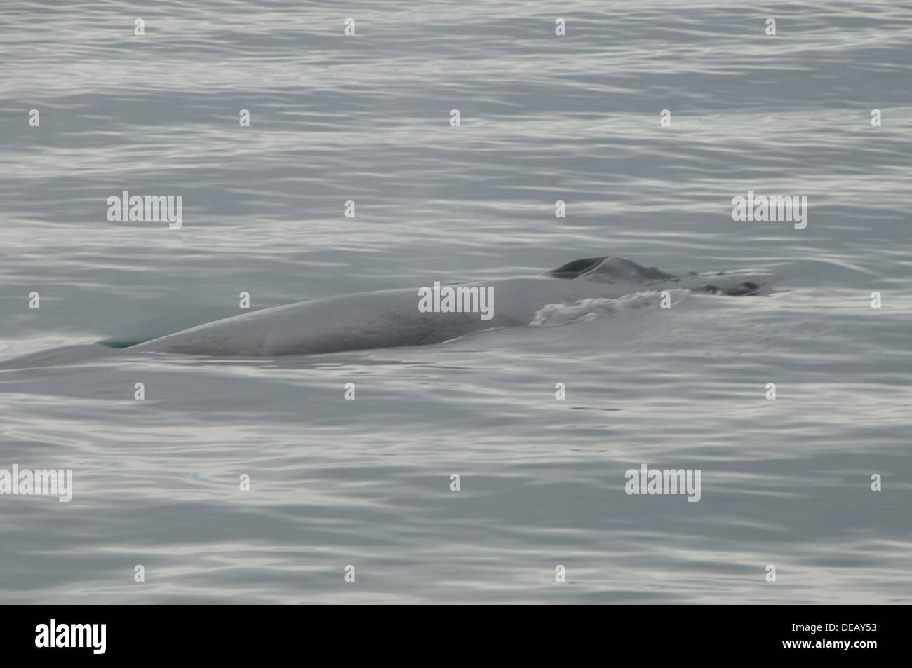 Tours de Avistamiento de ballenas de Juneau, Alaska, Estados Unidos Foto de stock