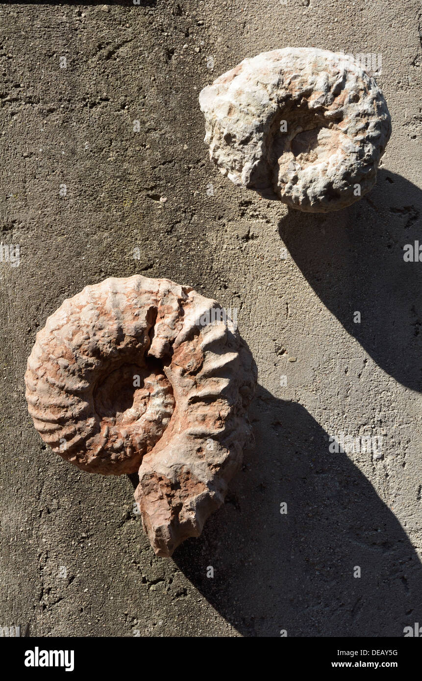 Los amonitas Scaligaro Malcesine, el Museo del Castillo, el Lago de Garda, Italia, Europa. Foto de stock