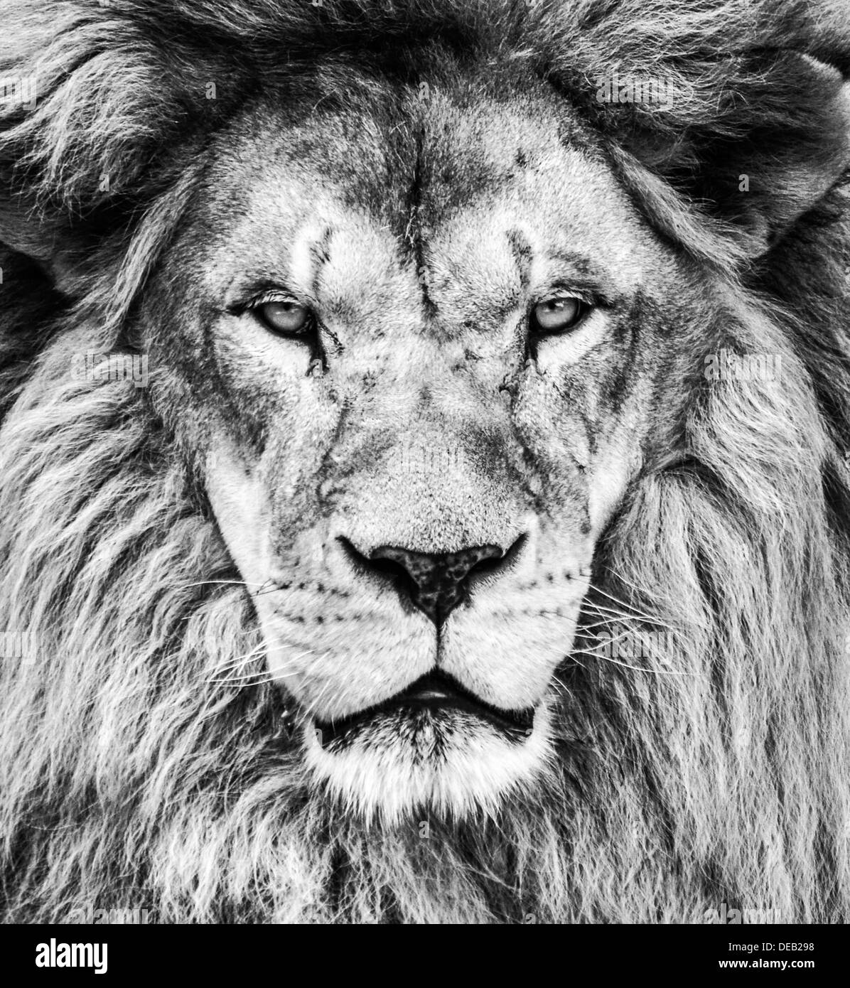 Retrato de hermosa león africano en blanco y negro Foto de stock