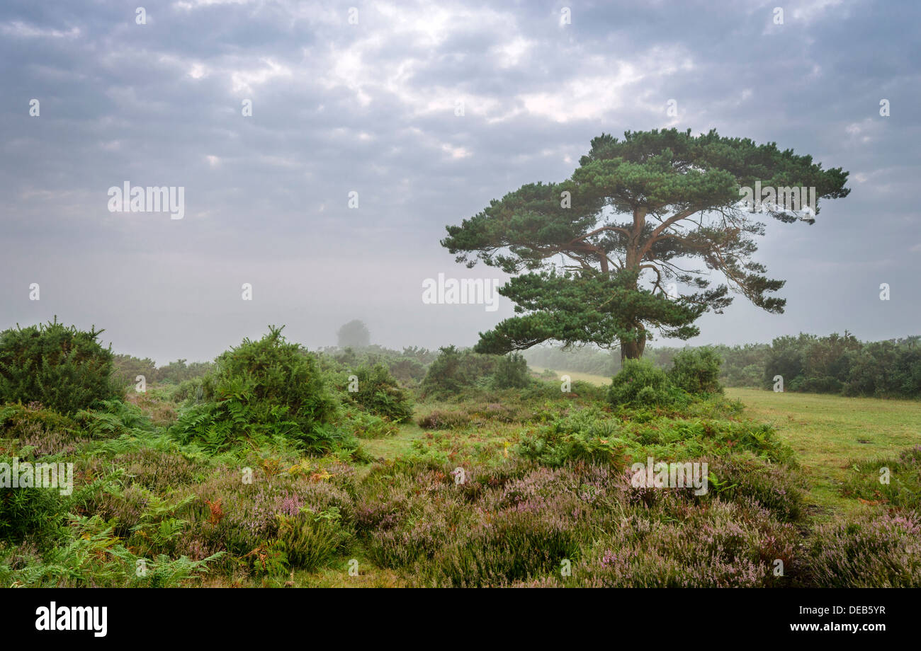 Una mañana de niebla en el Lone Pine Tree en Bratley vista en el nuevo bosque Foto de stock